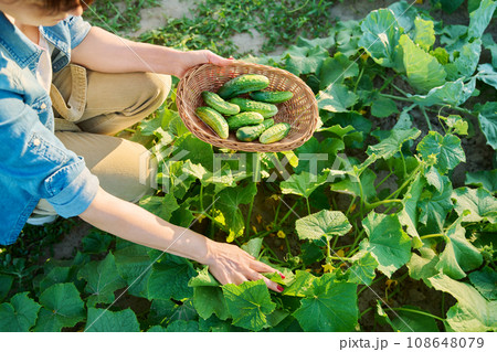 Woman plucking ground cucumbers into basket, from an open bed in vegetable garden Woman plucking ground cucumbers into basket, from an open bed in vegetable garden 108648079