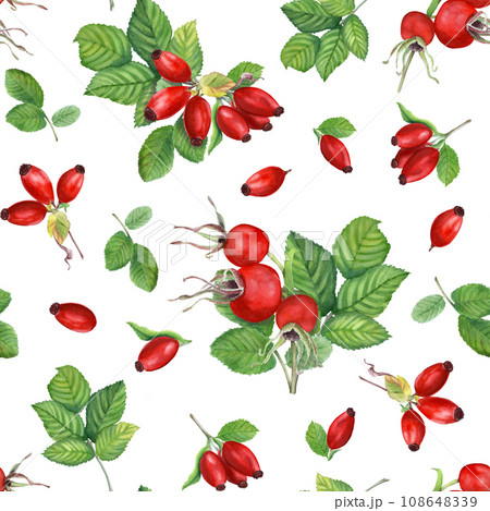 Watercolor seamless pattern with Dog Rose, Brier leaves and branches with berries. Autumn illustration isolated on white 108648339
