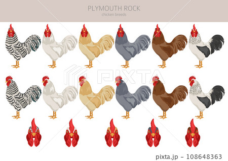 Plymouth Rock Chicken breeds clipart. Poultry and farm animals. Different colors set 108648363