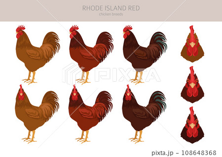 Rhode Island Red Chicken breeds clipart. Poultry and farm animals. Different colors set Rhode Island Red Chicken breeds clipart. Poultry and farm animals. Different colors set 108648368