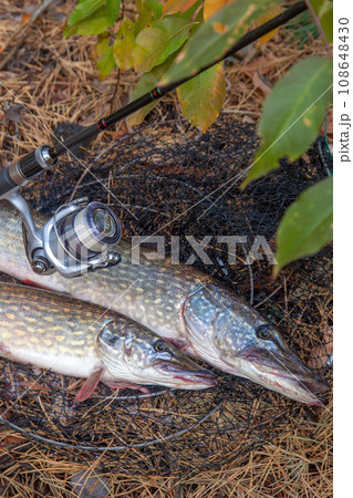 Freshwater pike fish. Two Freshwater pikes fish lies on keep net and fishing rod with reel.. 108648430