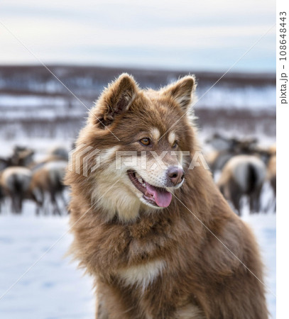 Finnish Lapphund in nature 108648443