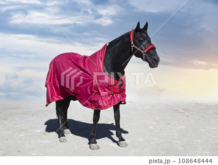 horse and blanket 108648444