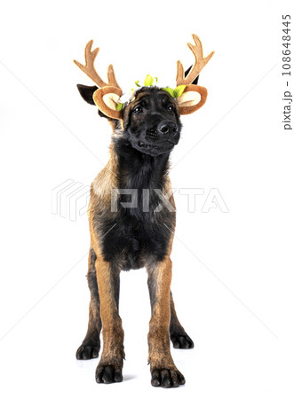 malinois in studio 108648445