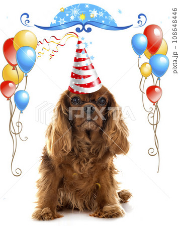 young cavalier king charles 108648446