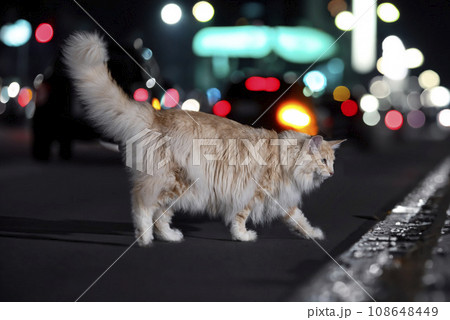 Norwegian Forest cat 108648449