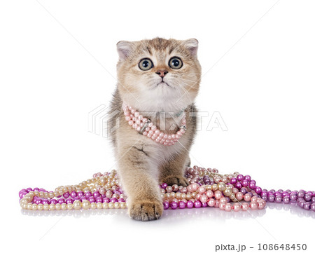 scottish fold kitten in studio 108648450