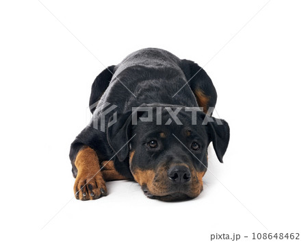 rottweiler in studio 108648462
