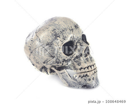 skull for halloween skull for halloween 108648469