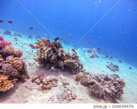 Underwater life of reef with corals, shoal of Lyretail anthias (Pseudanthias squamipinnis) and other kinds of tropical fish. Coral Reef at the Red Sea, Egypt. Underwater life of reef with corals, shoal of Lyretail anthias (Pseudanthias squamipinnis) and other kinds of tropical fish. Coral Reef at the Red Sea, Egypt. 108648470