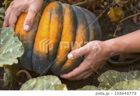 Man is farming, harvesting pumpkin in the garden. 108648778