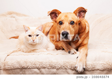 Mixed breed red dog and beige cat together on cozy plaid. Friendship of pets. Pets care concept. Mixed breed red dog and beige cat together on cozy plaid. Friendship of pets. Pets care concept. 108648874