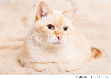 Cute mixed breed blue eyes cat on beige plaid. Pets care and welfare concept. Cute mixed breed blue eyes cat on beige plaid. Pets care and welfare concept. 108648875