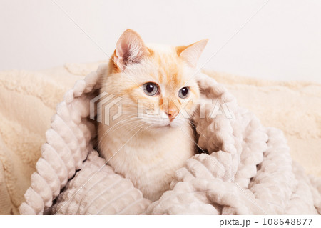 Cute mixed breed blue eyes cat under beige plaid. Pets care and welfare concept. Cute mixed breed blue eyes cat under beige plaid. Pets care and welfare concept. 108648877