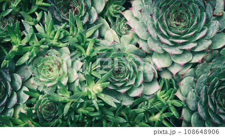 Macro shot of green succulents houseleek 108648906