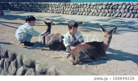 宮島で鹿と戯れる子供達 宮島で鹿と戯れる子供達 108649226