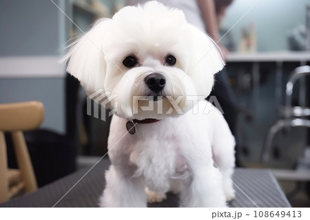 Caring for a haircut for a pet, grooming a white small dog at the barber, close-up. AI generated. 108649413