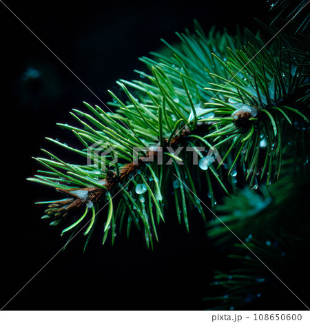 A closeup view of a Christmas fir tree frond or a green pine tree branch with snow on black background. 108650600