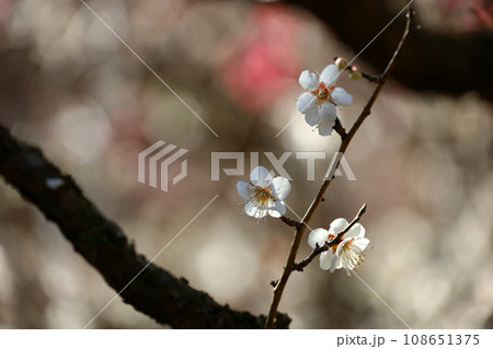 日本の美しい風景「春に咲く梅の花」 108651375