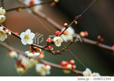 日本の美しい風景「春に咲く梅の花」 108651394