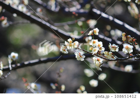 日本の美しい風景「春に咲く梅の花」 108651412