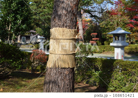 害虫駆除 松のこも巻き 108651421