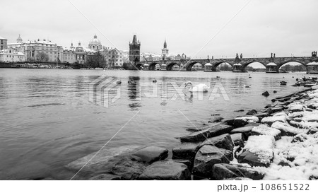 Charles Bridge and Vltava river in wintertime. Ducks and white swan in cold water. Prague, Czech Republic. Black and white image. 108651522