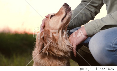 Man owner strokes faithful cocker spaniel dog sitting nearby in park at sunset light owner shows love stroking spaniel dog in country park owner with red-haired dog rest together in dusk park closeup Man owner strokes faithful cocker spaniel dog sitting nearby in park at sunset light owner shows love stroking spaniel dog in country park owner with red-haired dog rest together in dusk park closeup 108651673