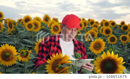 Positive farmer controls agricultural technology via tablet standing in blooming sunflowers field. Farmer integrates computing in sunflowers seeds manufacturing. Farmer with tablet in sunflower field 108651679