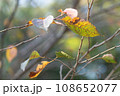紅葉 108652077