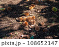 地面に落ちた栗の実 108652147