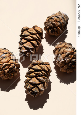 Cedar cones with pine nut minimalistic layout. 108653192