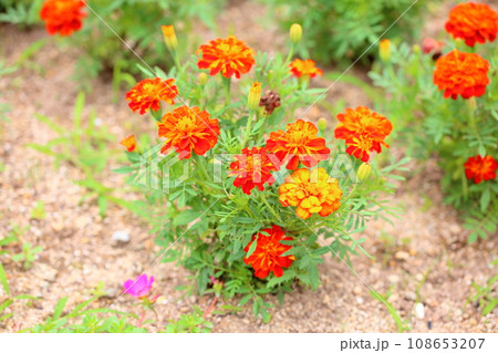 マリーゴールドの花 108653207
