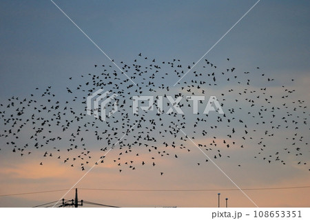 夕暮れ時の鳥の群れ(ムクドリ) 夕暮れ時の鳥の群れ(ムクドリ) 108653351