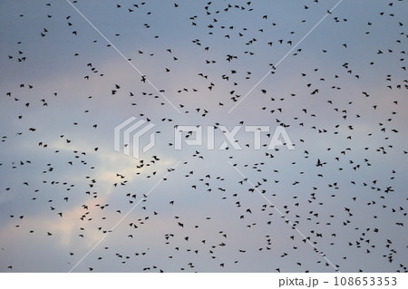 夕暮れ時の鳥の群れ(ムクドリ) 夕暮れ時の鳥の群れ(ムクドリ) 108653353