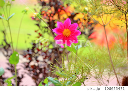 ダリアの花 108653471