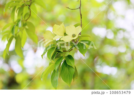 ウンナンヤマボウシの花 ウンナンヤマボウシの花 108653479