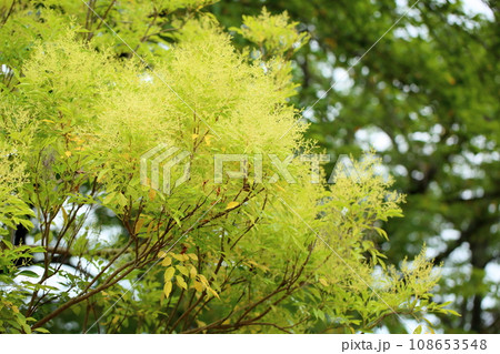 シマトネリコの花 シマトネリコの花 108653548