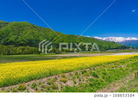 (長野県)神城付近の景色 菜の花畑 (長野県)神城付近の景色 菜の花畑 108653584