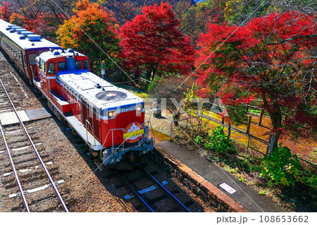 紅葉とトロッコ列車2 108653662