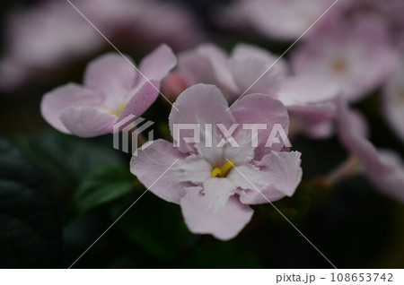 甘い香りのするルクリア（アッサムニオイザクラ） 108653742