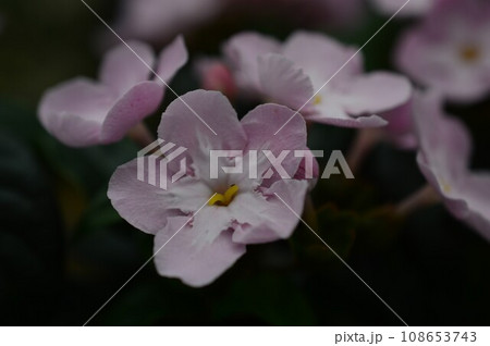 甘い香りのするルクリア(アッサムニオイザクラ)リッチ 甘い香りのするルクリア(アッサムニオイザクラ)リッチ 108653743