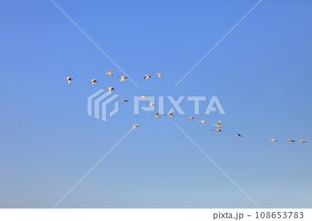 飛び立つ白鳥　 108653783