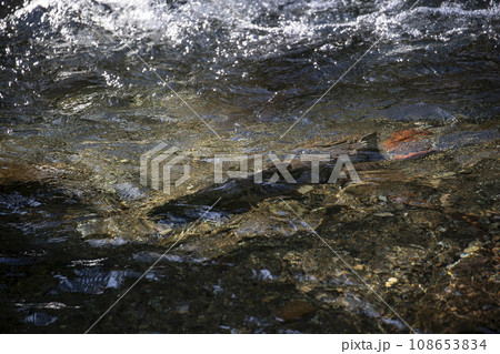 産卵で遡上する鮭 108653834