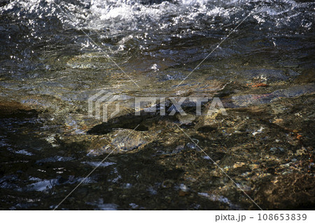 産卵で遡上する鮭 108653839