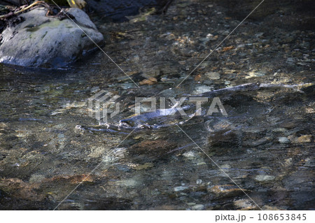 産卵で遡上する鮭 108653845