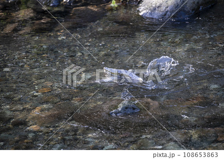 産卵で遡上する鮭 産卵で遡上する鮭 108653863