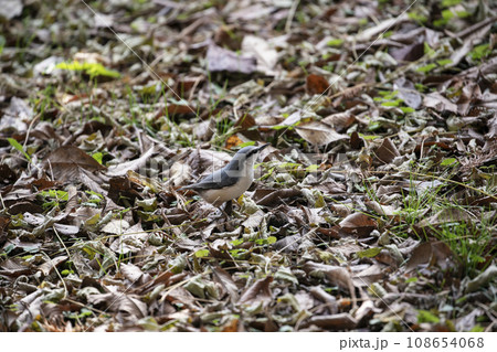 紅葉と五十雀 108654068