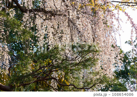 小江戸川越の春　桜の名所　中院 108654086