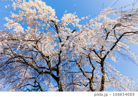 小江戸川越の春　桜の名所　中院 108654089